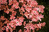 CORNUS FLORIDA CLOSE UP OF PINK FLOWERS.