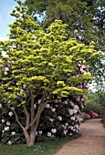 ACER SHIRASAWANUM AUREUM,  WHOLE, TREE, SUMMER