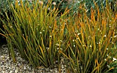 LIBERTIA PEREGRINANS,  WHOLE PLANT