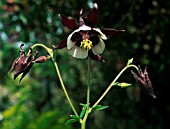 AQUILEGIA MAGPIE (COLUMBINE)