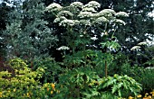 HERACLEUM MANTEGAZZIANUM,  GIANT HOG WEED