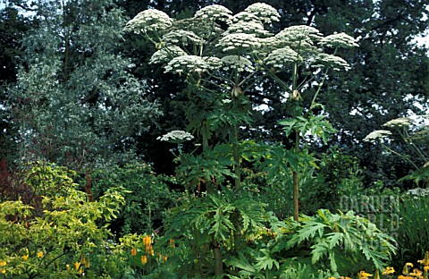 _HERACLEUM_MANTEGAZZIANUM__GIANT_HOG_WEED