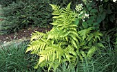 DRYOPTERIS ERYTHROSORA,  FERN,  JAPANESE SHIELD FERN,  DRYOPTERIDACEAE,  WHOLE PLANT