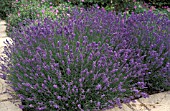 LAVANDULA ANGUSTIFOLIA BEECHWOOD BLUE,  ENGLISH LAVENDER,  SYN. LAVANDULA OFFICINALIS LAVANDULA SPICA