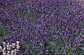 LAVANDULA ANGUSTIFOLIA HIDCOTE,  LAVENDER