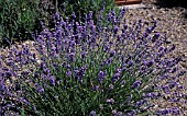 LAVANDULA GREY LADY