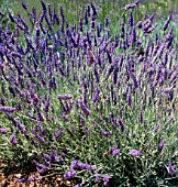 LAVANDULA x CHAYTORIAE SAWYERS (AGM), (LAVENDER SAWYERS)