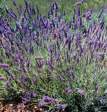 LAVANDULA_x_CHAYTORIAE_SAWYERS_AGM_LAVENDER_SAWYERS