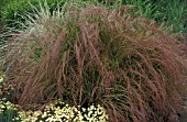 STIPA ARUNDINACEA,  ASSOCIATION,  SANTOLINA PINNATA,  GRASS,  POACEAE