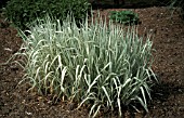 GLYCERIA MAXIMA VARIEGATA,  GRASS,  POACEAE