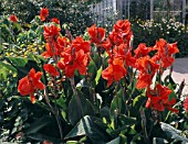 CANNA FIREBIRD