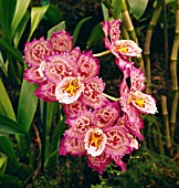 ODONTOGLOSSUM FLORENCE STIRLING