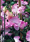 LATHYRUS ODORATUS GWENDOLINE, (SWEET PEA GWENDOLINE)