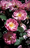 ROSA ERFURT SHRUB, ROSE,