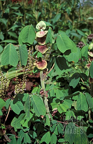 AMICIA_ZYGOMERIS__HALF_HARDY_SHRUB_YELLOW_PURPLE_FLOWERS_SUMMER_AUTUMN