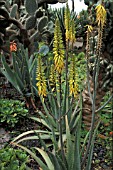 ALOE VERA, BARDADENSIS,  PERENNIAL, SUCCULENT, YELLOW, FLOWER, WHOLE, PLANT