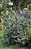 ECHIUM CANDICANS PRIDE OF MADEIRA