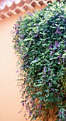 HARDENBERGIA VIOLACEA (AGM), (VINE LILAC)