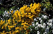 GENISTA MADERENSIS