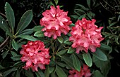 RHODODENDRON SNEEZY,  PINK, FLOWERS, CLOSE UP