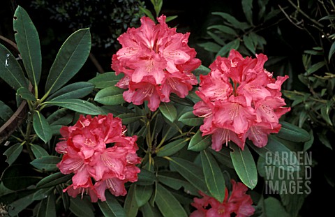 RHODODENDRON_SNEEZY__PINK_FLOWERS_CLOSE_UP