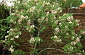 XANTHOCERAS SORBIFOLIUM,  SHRUB