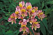 ALSTROEMERIA AUREA STRIPED BIRD,  PERENNIAL, PINK, YELLOW, FLOWER