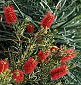 CALLISTEMON RUGULOSUS, (SYN. CALLISTEMON LAEVIS)