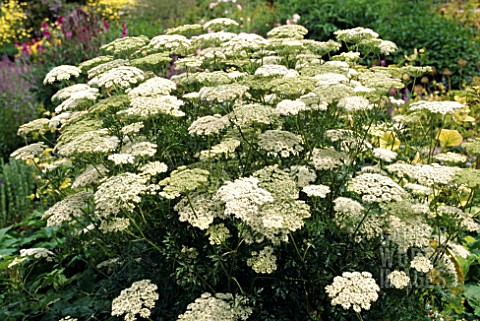 CENOLOPHIUM_DENUDATUM_BALTIC_PARSLEY