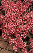 DIASCIA FETCANIENSIS DAYDREAM