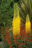 EREMURUS STENOPHYLLUS FOXTAIL LILY CLOSE UP OF FLOWER SPIKES.