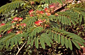 ALBIZIA JULIBRISSIN ROSEA,  DECIDUOUS, TREE, PINK, FLOWERS, LATE SUMMER, AUTUMN