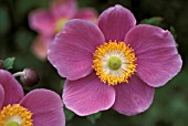 ANEMONE HUPEHENSIS HADSPEN ABUNDANCE,  PINK, FLOWER, CLOSE UP, LATE SUMMER, AUTUMN