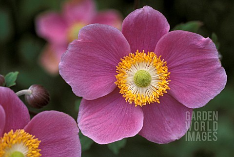 ANEMONE_HUPEHENSIS_HADSPEN_ABUNDANCE__PINK_FLOWER_CLOSE_UP_LATE_SUMMER_AUTUMN