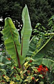 ENSETE VENTRICOSUM ABYSSINIAN ETHIOPIAN BANANA