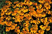 HELENIUM WALDTRAUT