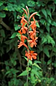 WATSONIA PILLANSII,  HALF HARDY, ORANGE, FLOWER, SUMMER