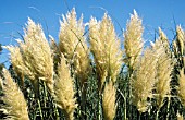 CORTADERIA SELLOANA PUMILA (AGM) (DWARF PAMPAS GRASS)