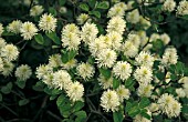 FOTHERGILLA MAJOR