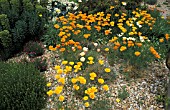 ESCHSCHOLZIA CALIFORNICA,  CALIFORNIA POPPY,  IN BORDER SETTING