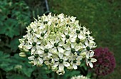 ALLIUM NIGRUM,  BULB, WHITE, FLOWER, CLOSE UP, SPRING,