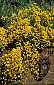 GENISTA LYDIA,  GROWING OVER WALL
