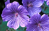 GERANIUM X MAGNIFICUM,  CRANESBILL