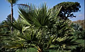 WASHINGTONIA FILIFERA,  WHOLE, TREE