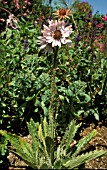 BERKHEYA PURPUREA,   SOUTH AFRICAN THISTLE