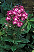 PHLOX PANICULATA,  WILHELM  KESSELRING