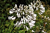 AGAPANTHUS WINDSOR GREY, GRAY,  WHITE, FLOWER, CLOSE UP, SUMMER