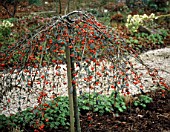 COTONEASTER SALICIFOLIA REPENS