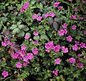 GERANIUM x RIVERSLEAIANUM RUSSELL PRICHARD (AGM)