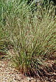 ERAGROSTIS CURVULA TOTNES BURGUNDY